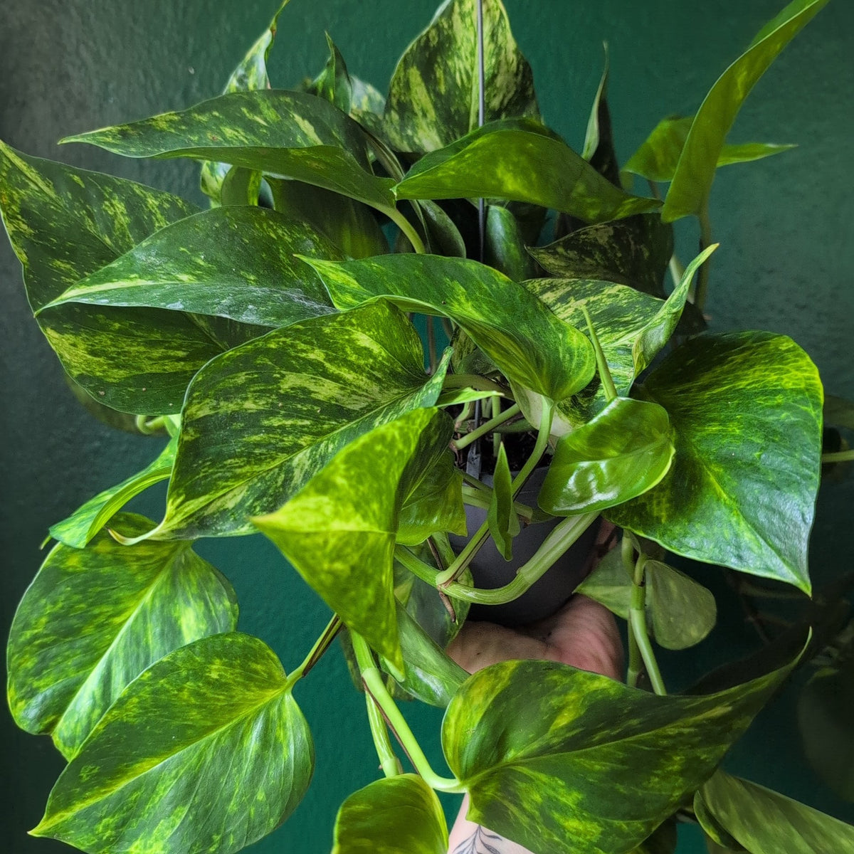 Epipremnum aureum 'Hi-Colour' (Pothos) - SGP Garden Ltd