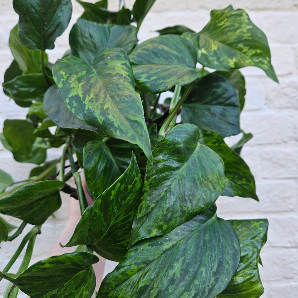 Epipremnum aureum 'Marble Green' (Pothos) - SGP Garden Ltd
