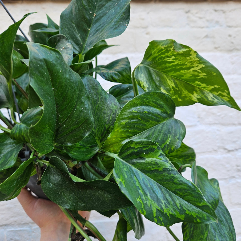 Epipremnum aureum 'Marble Green' (Pothos) - SGP Garden Ltd