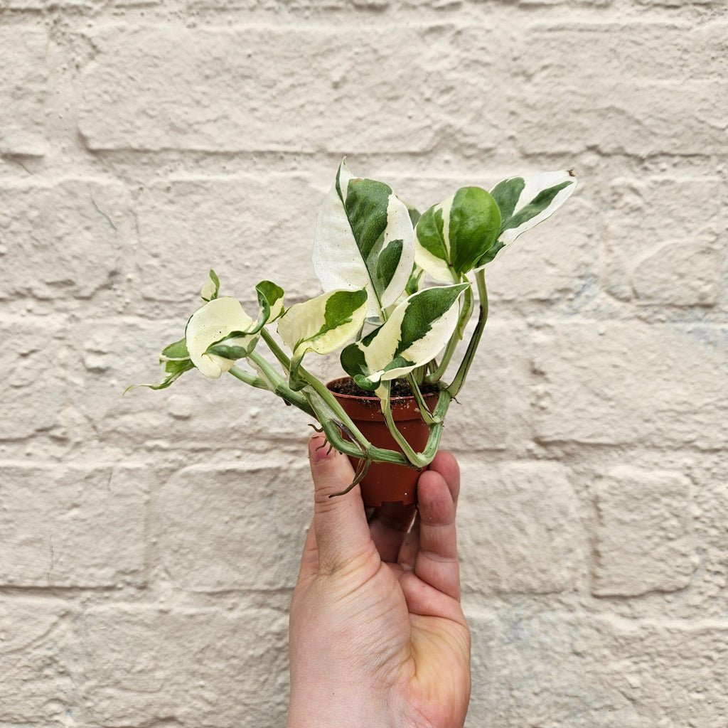 Epipremnum aureum 'N joy' (Pothos) - SGP Garden Ltd