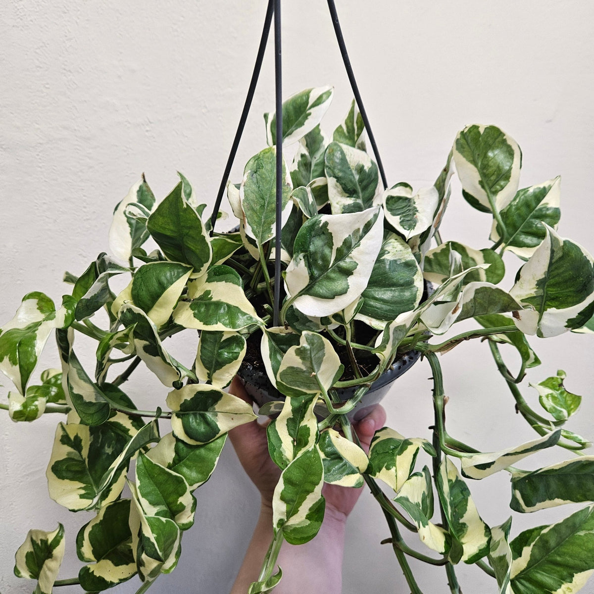 Epipremnum aureum 'N joy' (Pothos) - SGP Garden Ltd