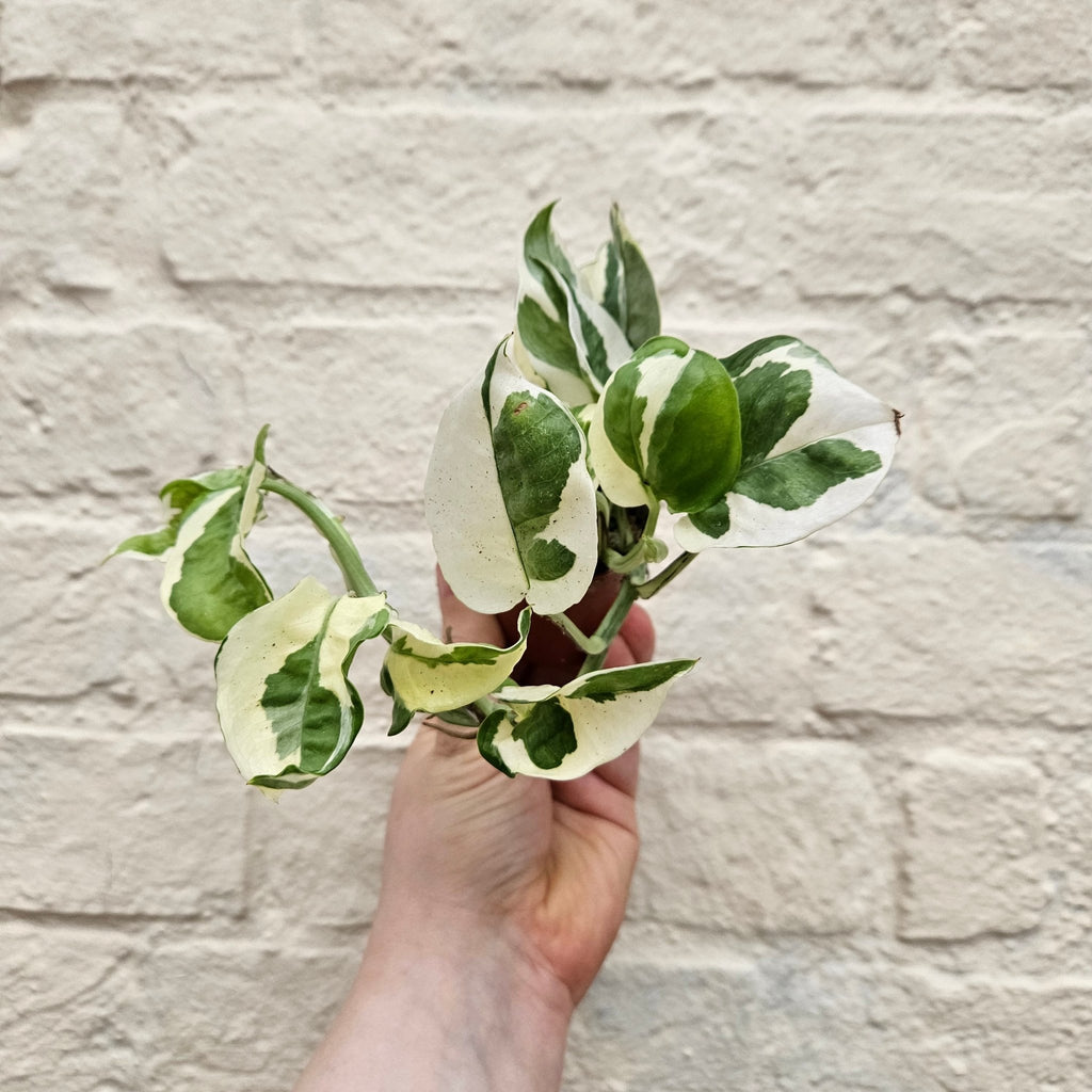 Epipremnum aureum 'N joy' (Pothos) - SGP Garden Ltd