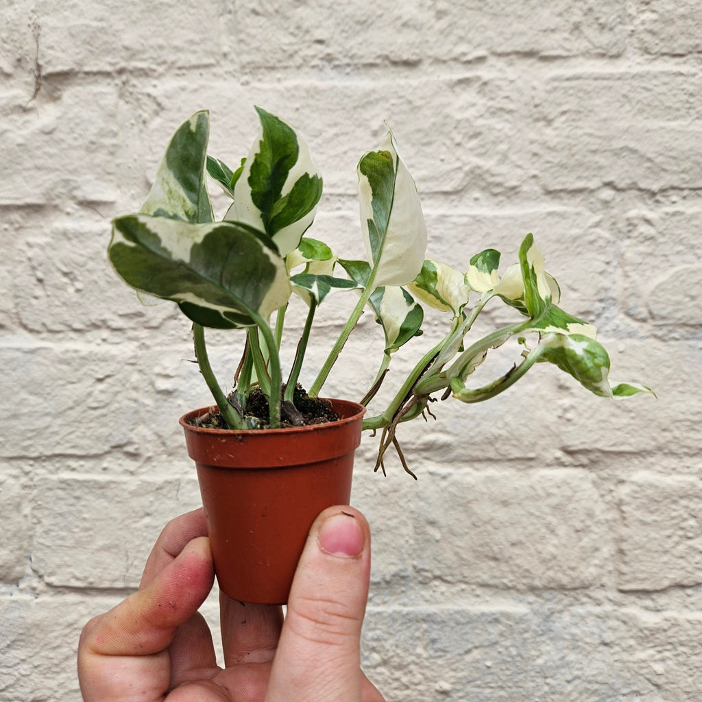 Epipremnum aureum 'N joy' (Pothos) - SGP Garden Ltd