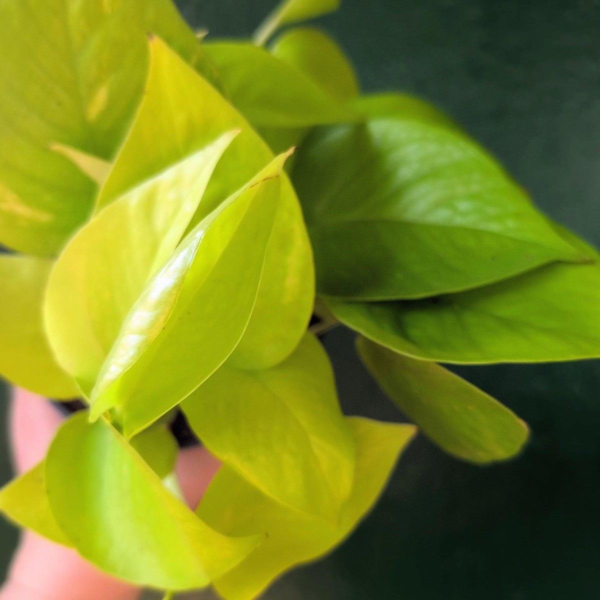 Epipremnum Aureum 'Neon' (Pothos) - SGP Garden Ltd