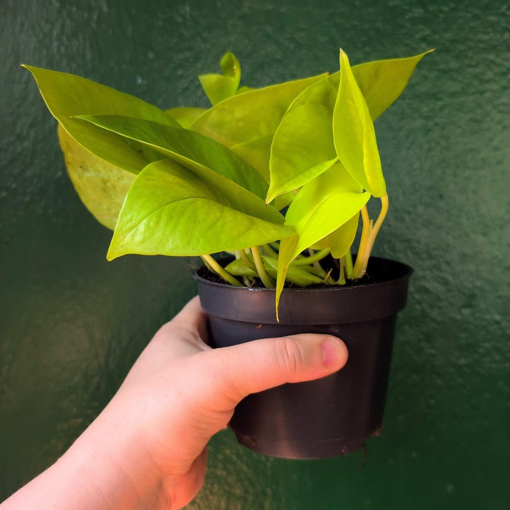 Epipremnum Aureum 'Neon' (Pothos) - SGP Garden Ltd