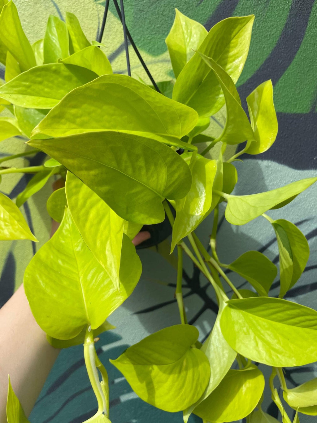 Epipremnum Aureum 'Neon' (Pothos) - SGP Garden Ltd