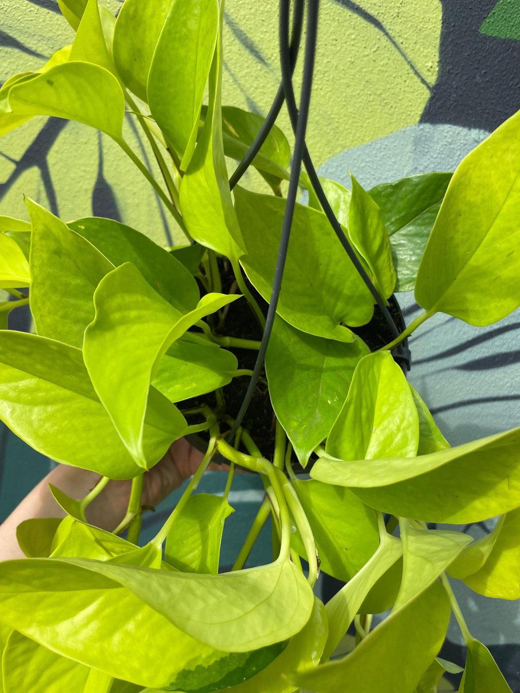 Epipremnum Aureum 'Neon' (Pothos) - SGP Garden Ltd