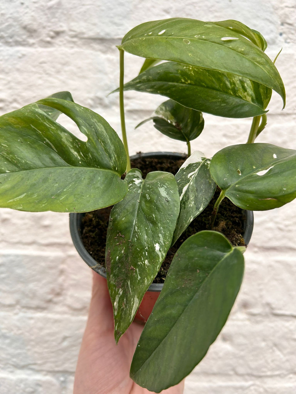 Epipremnum pinnatum 'Albo variegata' (Pothos) - SGP Garden Ltd