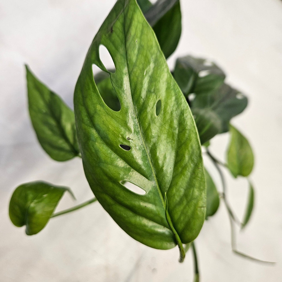 Epipremnum pinnatum 'Cebu blue' (Pothos) - SGP Garden Ltd