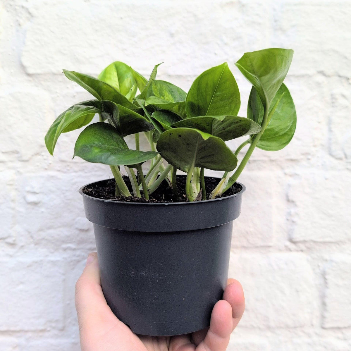 Epipremnum pinnatum 'Global Green' (Pothos) - SGP Garden Ltd