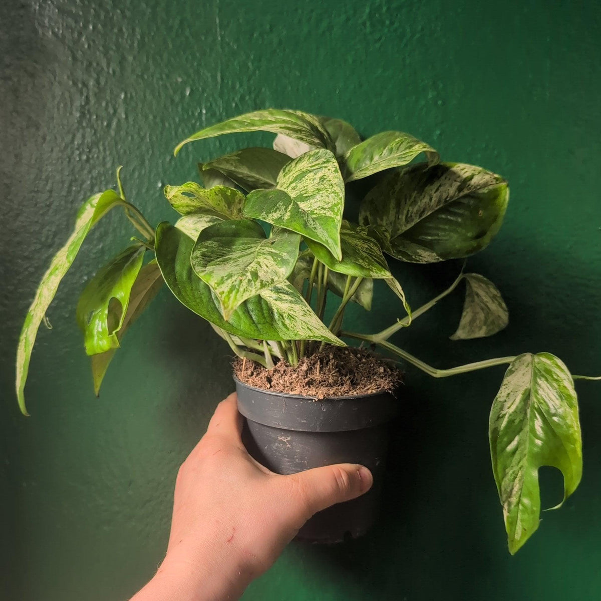 Epipremnum pinnatum 'Marble King' (Pothos) - SGP Garden Ltd
