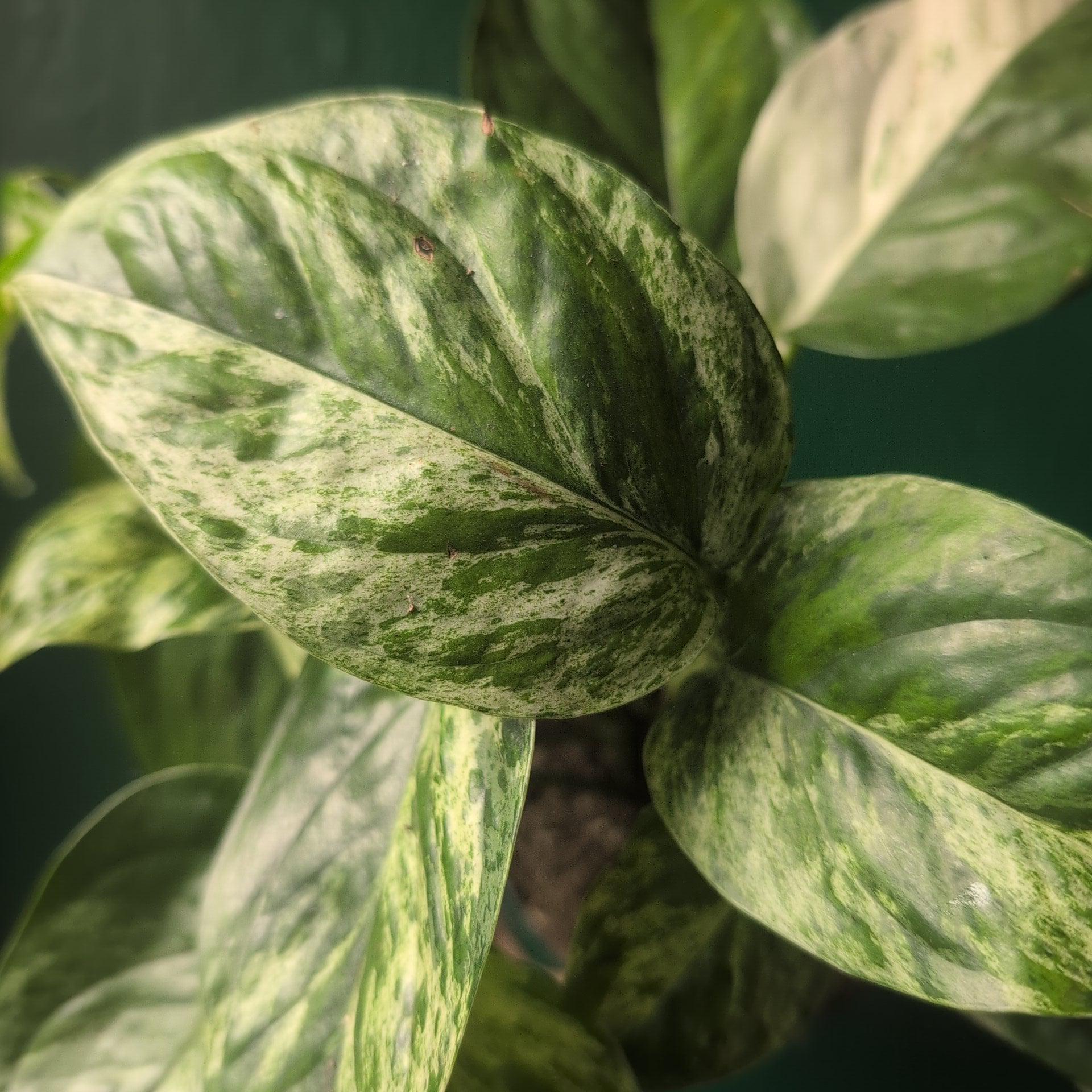 Epipremnum pinnatum 'Marble King' (Pothos) - SGP Garden Ltd