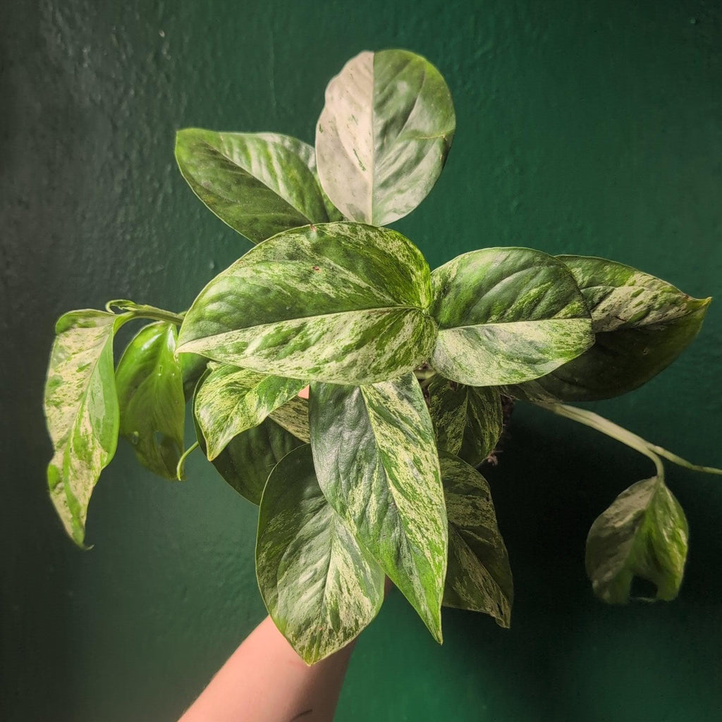 Epipremnum pinnatum 'Marble King' (Pothos) - SGP Garden Ltd