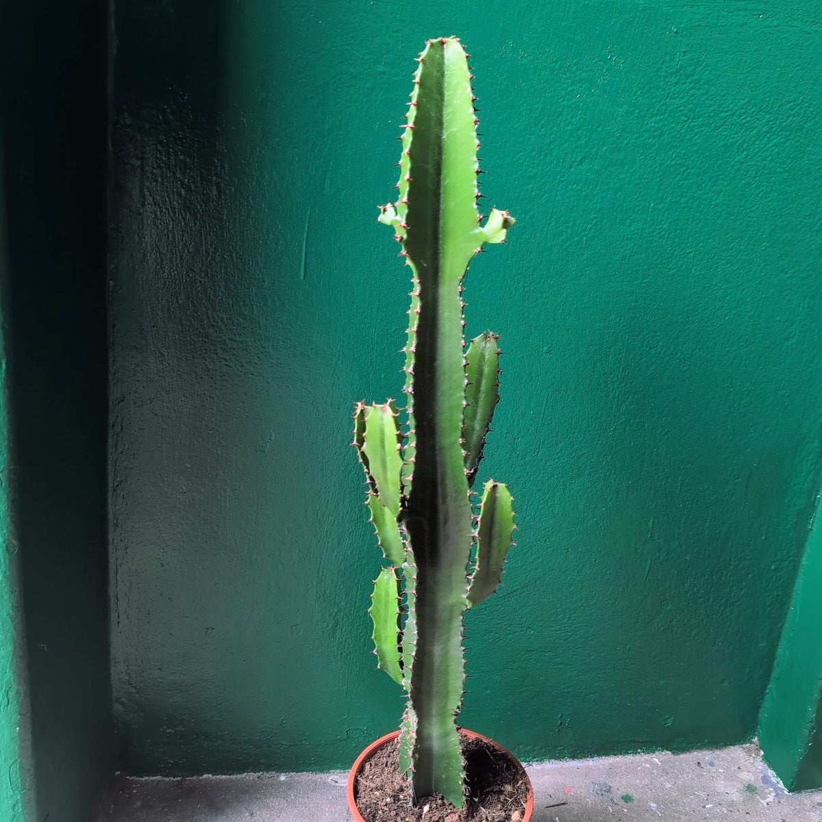 Euphorbia acrurensis (Desert Candle Cactus) - SGP Garden Ltd