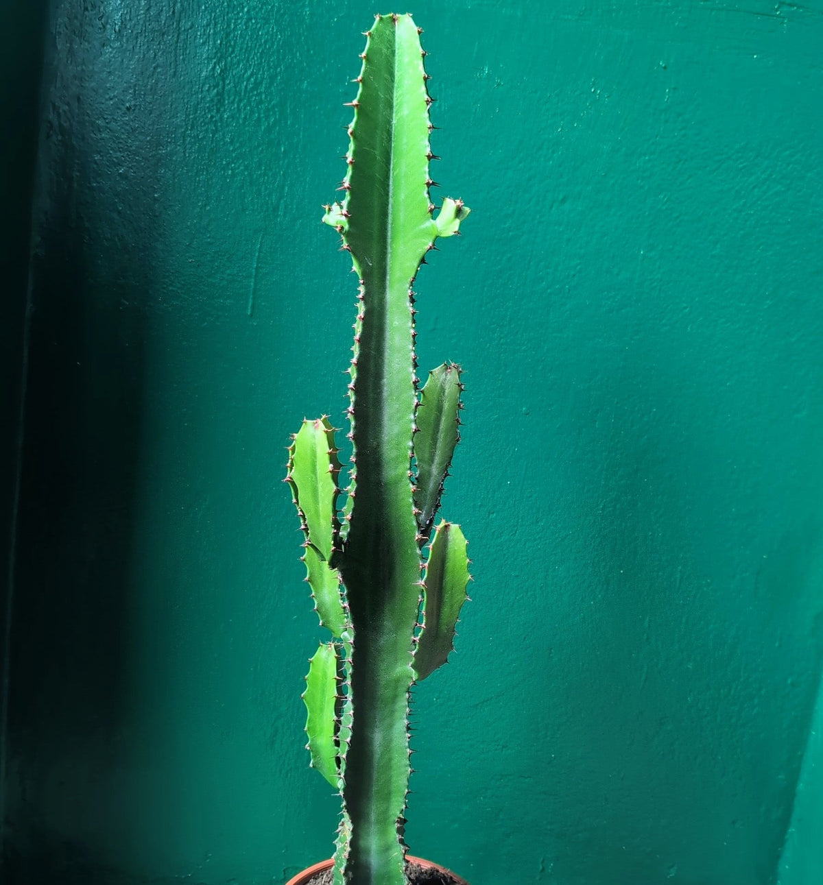 Euphorbia acrurensis (Desert Candle Cactus) - SGP Garden Ltd