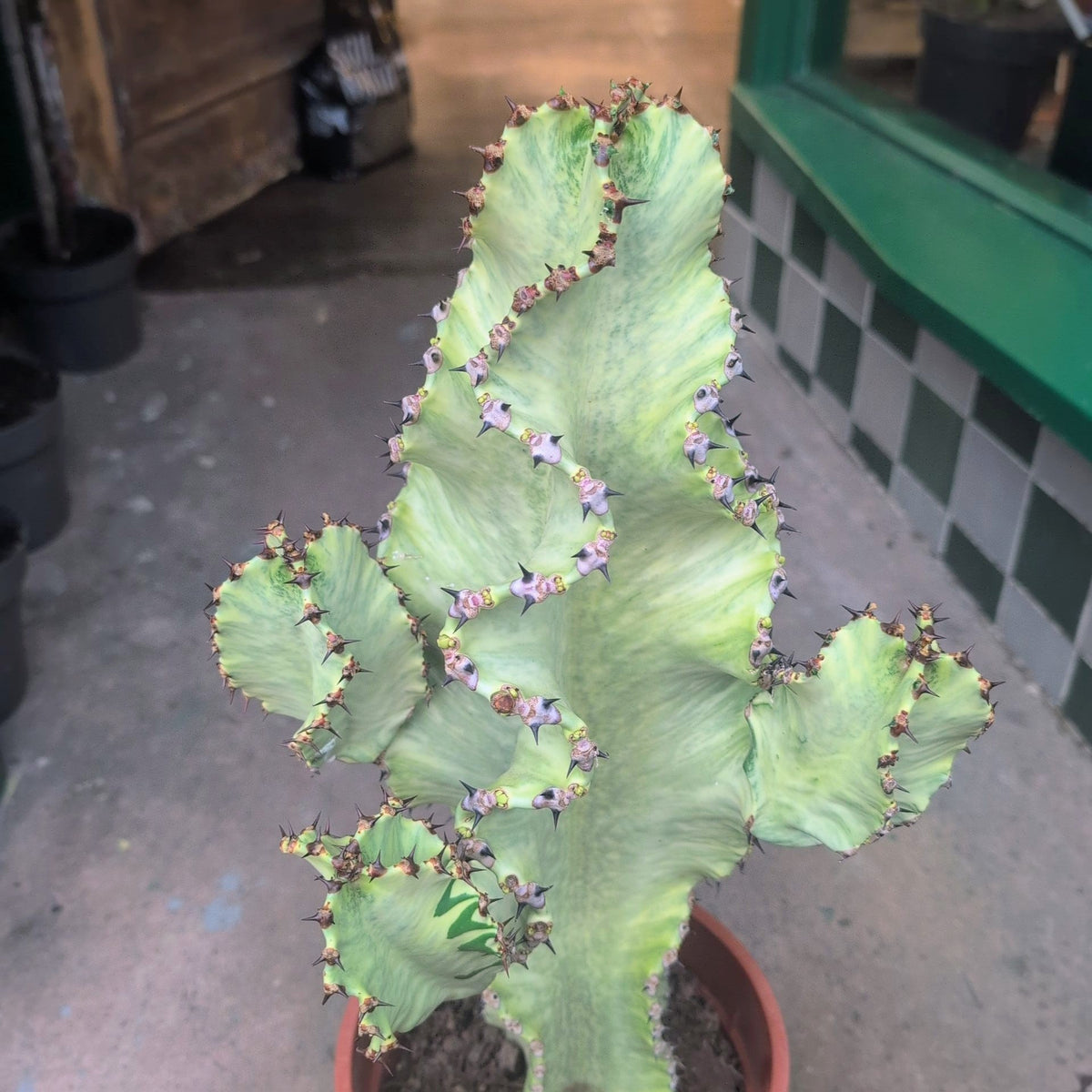 Euphorbia erytrea variegata (Variegated Candelabara Cactus) - SGP Garden Ltd