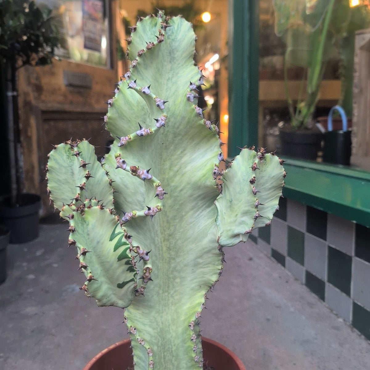 Euphorbia erytrea variegata (Variegated Candelabara Cactus) - SGP Garden Ltd