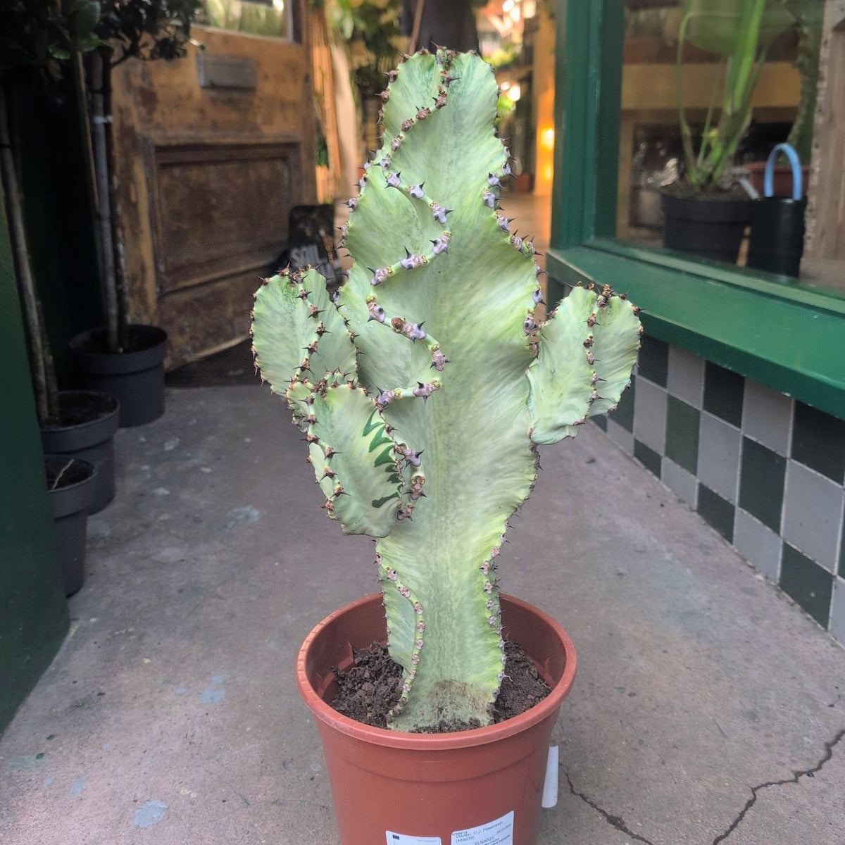 Euphorbia erytrea variegata (Variegated Candelabara Cactus) - SGP Garden Ltd
