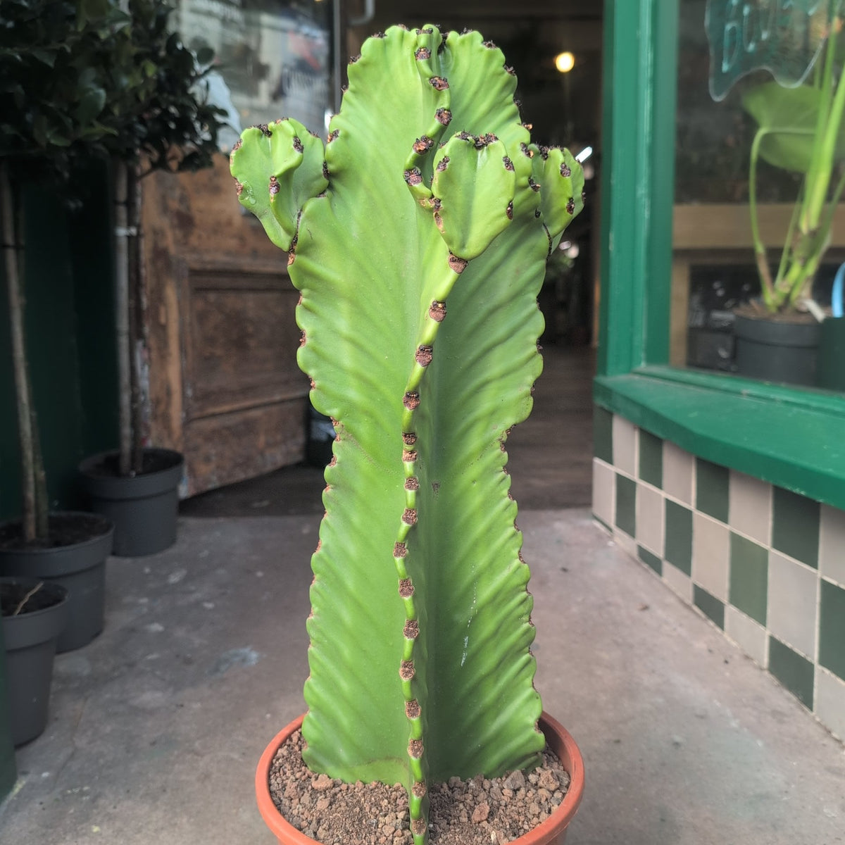Euphorbia ingens 'Canarias' (Cowboy cactus) - SGP Garden Ltd