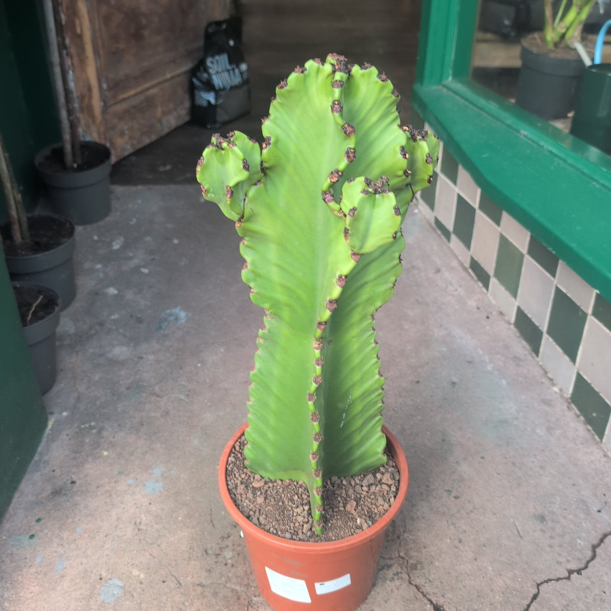 Euphorbia ingens 'Canarias' (Cowboy cactus) - SGP Garden Ltd
