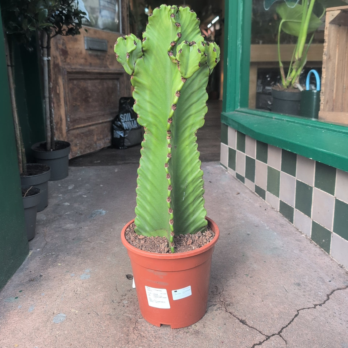 Euphorbia ingens 'Canarias' (Cowboy cactus) - SGP Garden Ltd