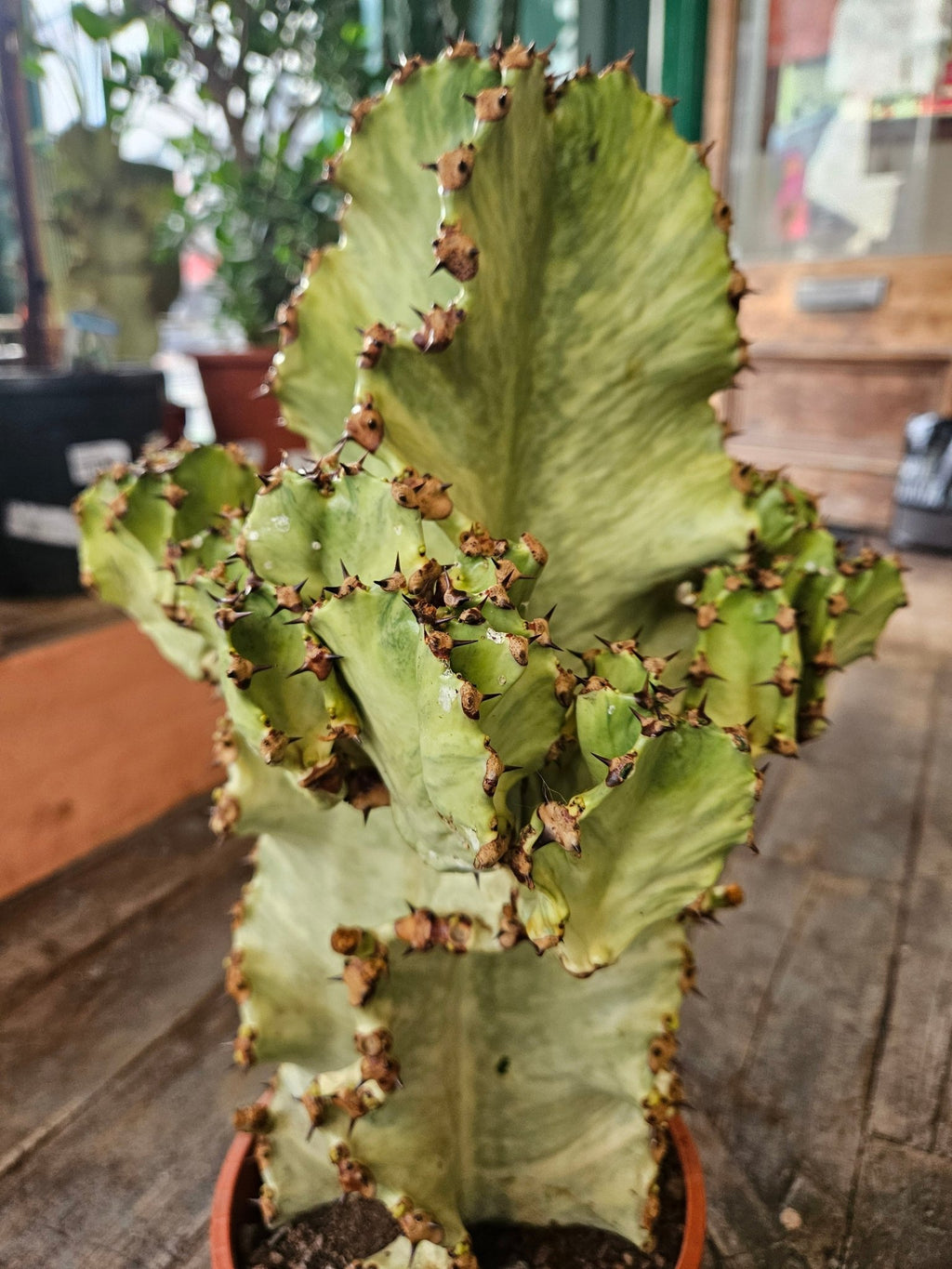 Euphorbia ingens marmorata (Marbled Candelabra Tree) - SGP Garden Ltd
