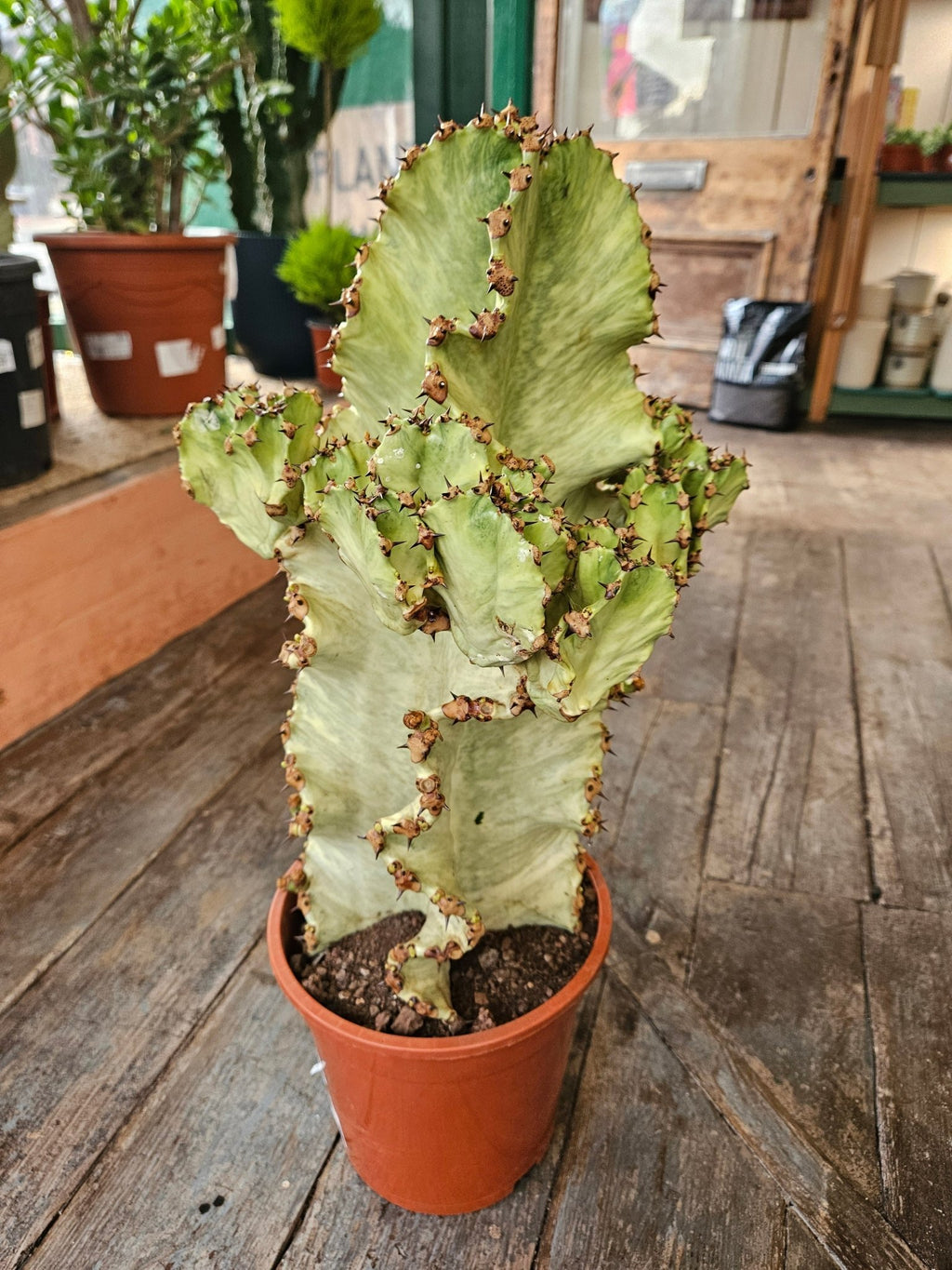 Euphorbia ingens marmorata (Marbled Candelabra Tree) - SGP Garden Ltd