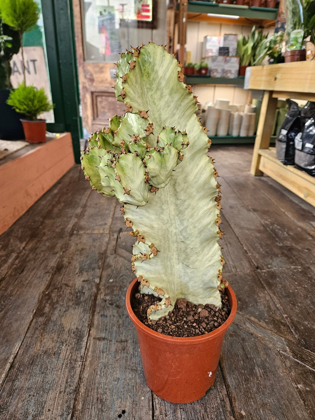 Euphorbia ingens marmorata (Marbled Candelabra Tree) - SGP Garden Ltd