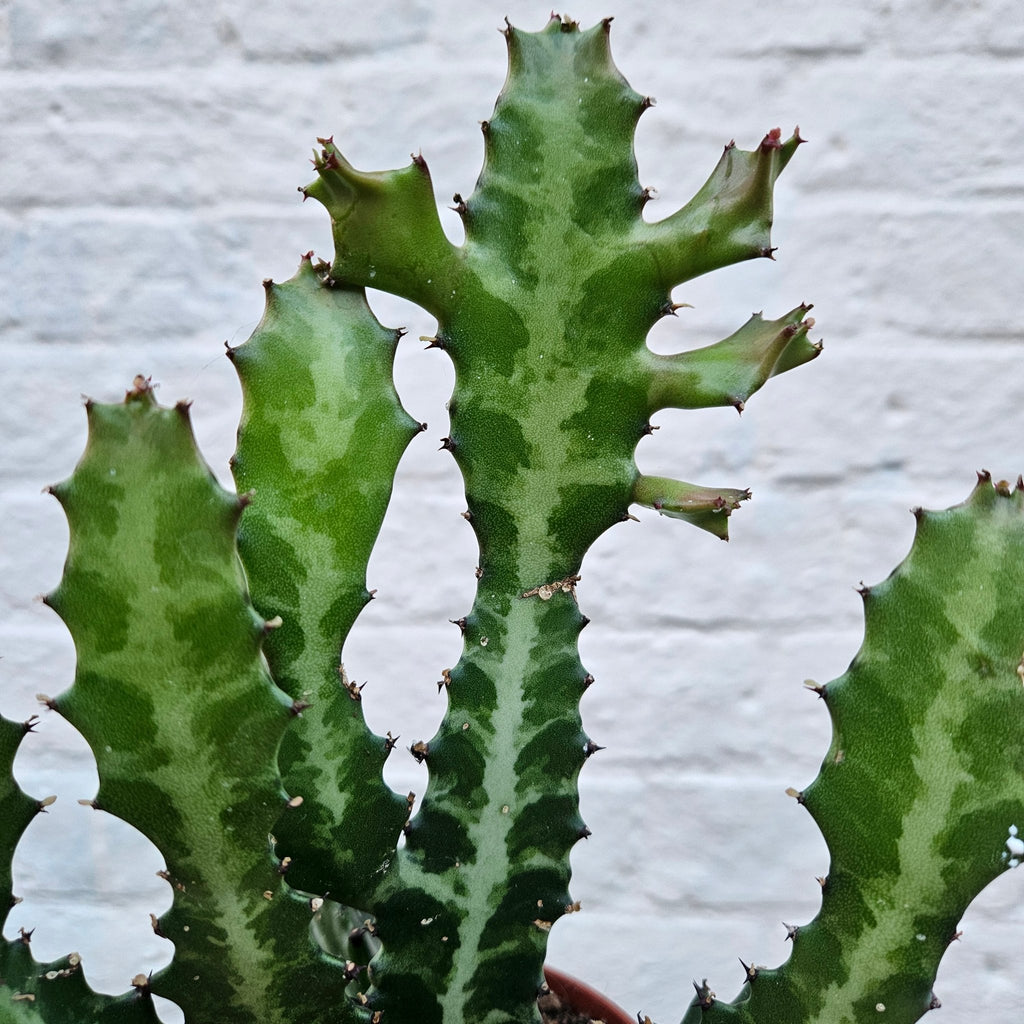 Euphorbia lactea (Mottled candlestick tree) - SGP Garden Ltd