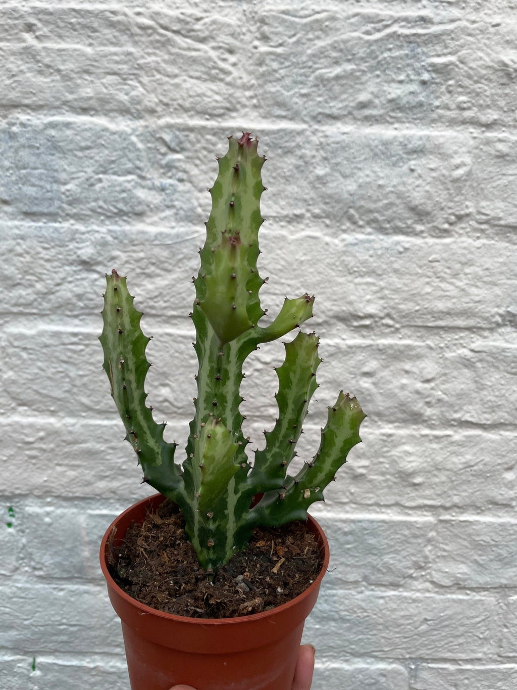 Euphorbia lactea (Mottled candlestick tree) - SGP Garden Ltd