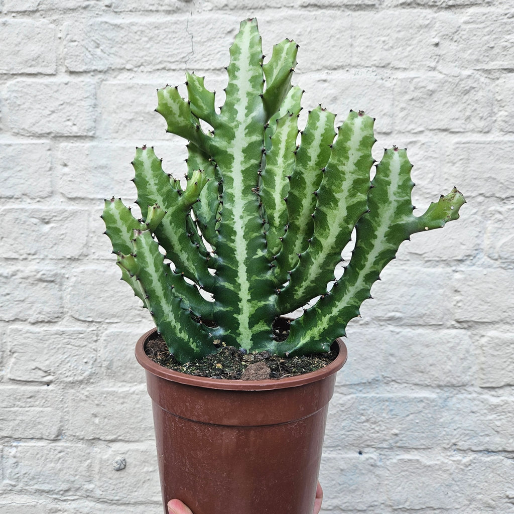 Euphorbia lactea (Mottled candlestick tree) - SGP Garden Ltd