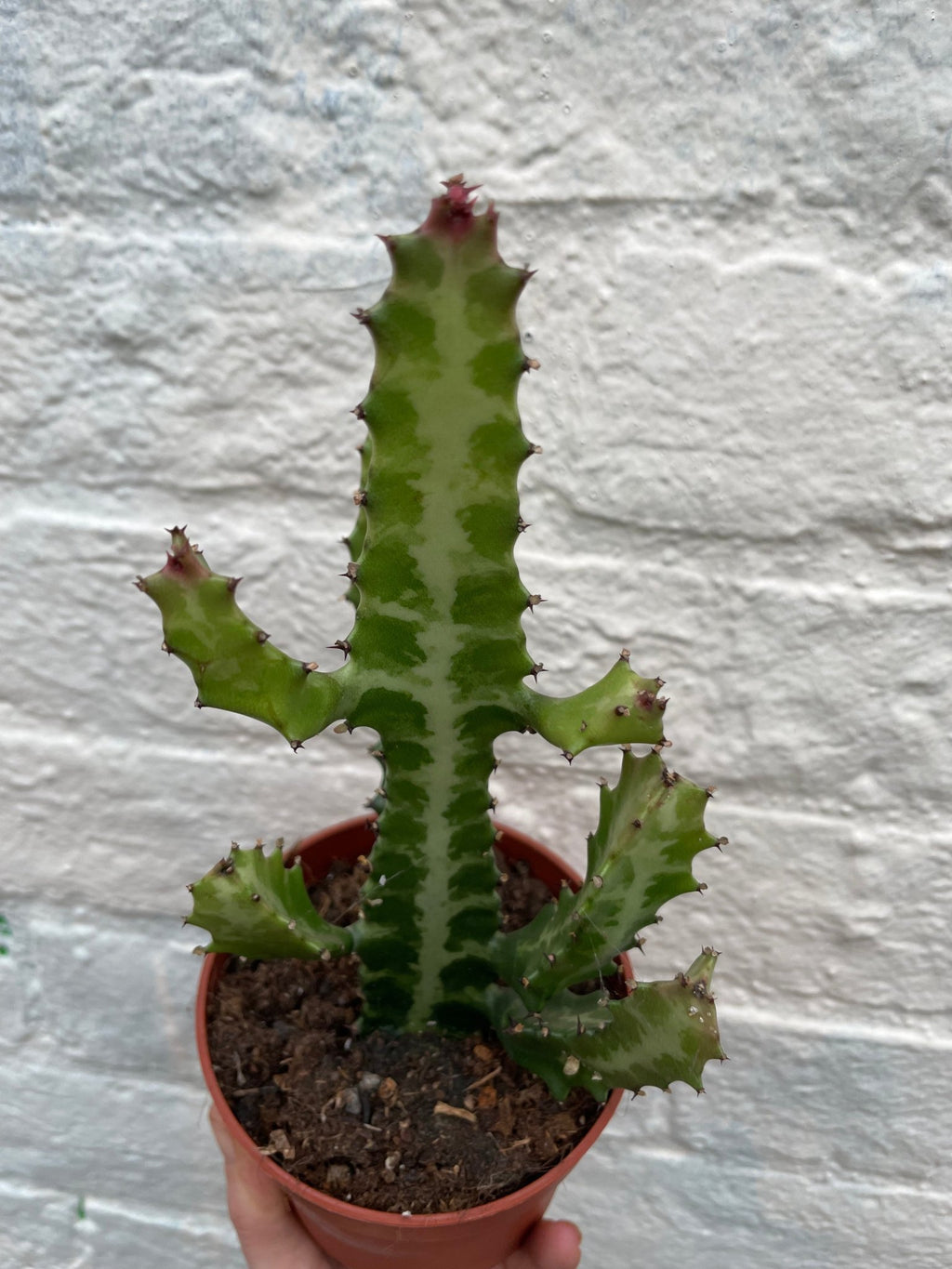 Euphorbia lactea (Mottled candlestick tree) - SGP Garden Ltd