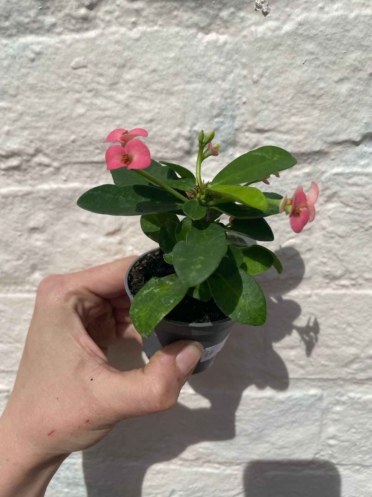 Euphorbia milii (Crown of Thorns) - SGP Garden Ltd