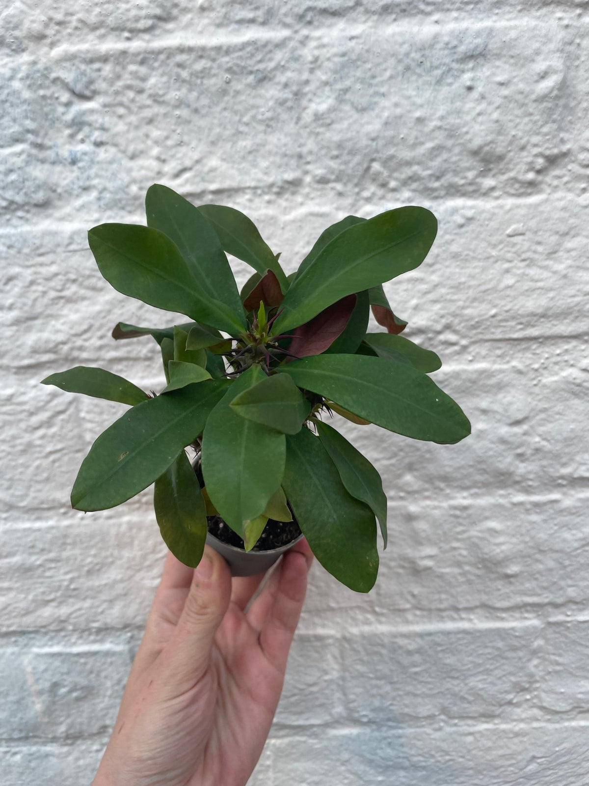 Euphorbia milii (Crown of Thorns) - SGP Garden Ltd