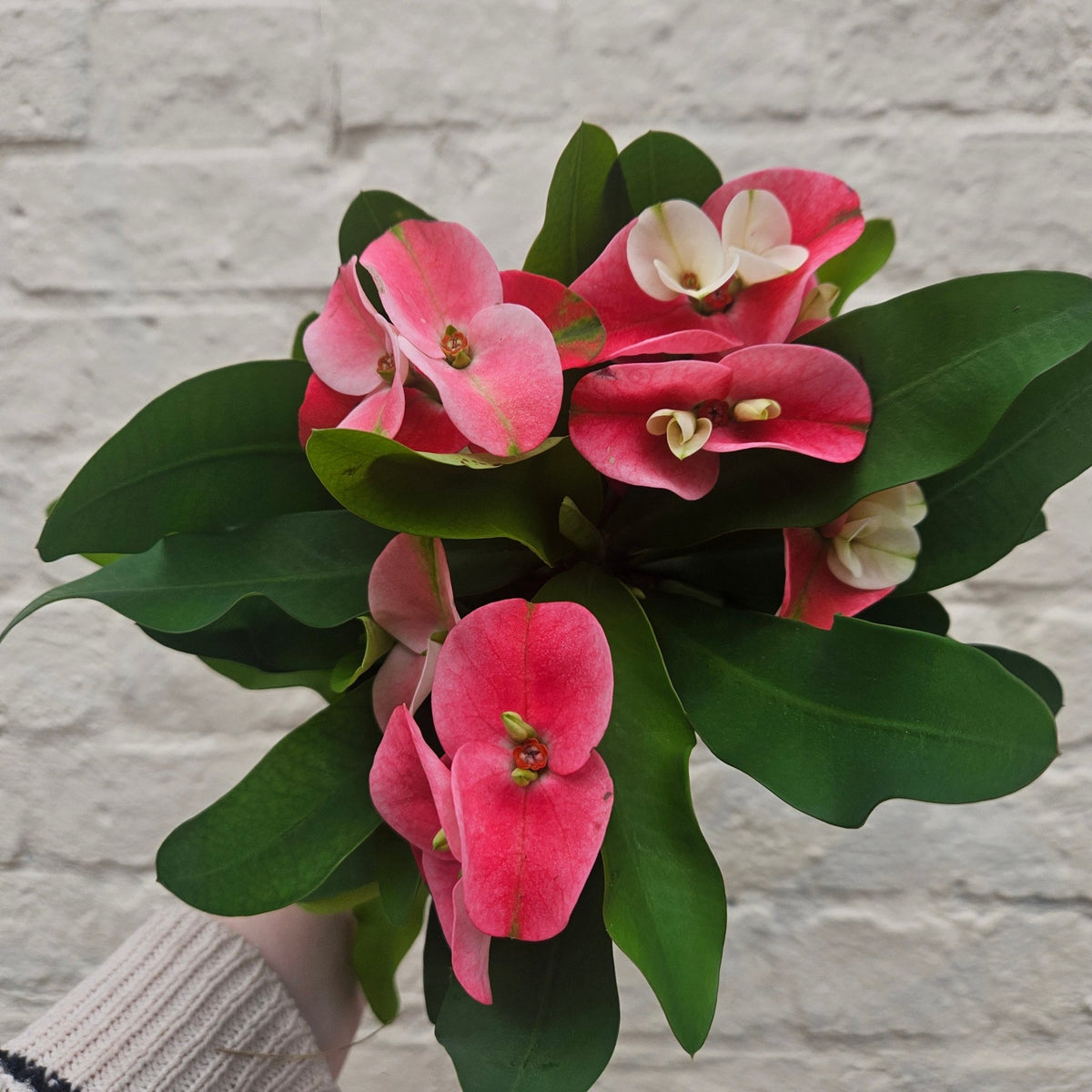 Euphorbia milii (Crown of Thorns) - SGP Garden Ltd