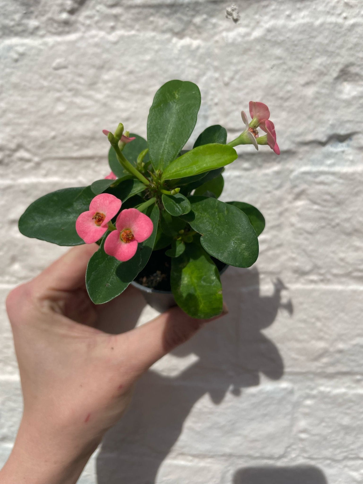 Euphorbia milii (Crown of Thorns) - SGP Garden Ltd