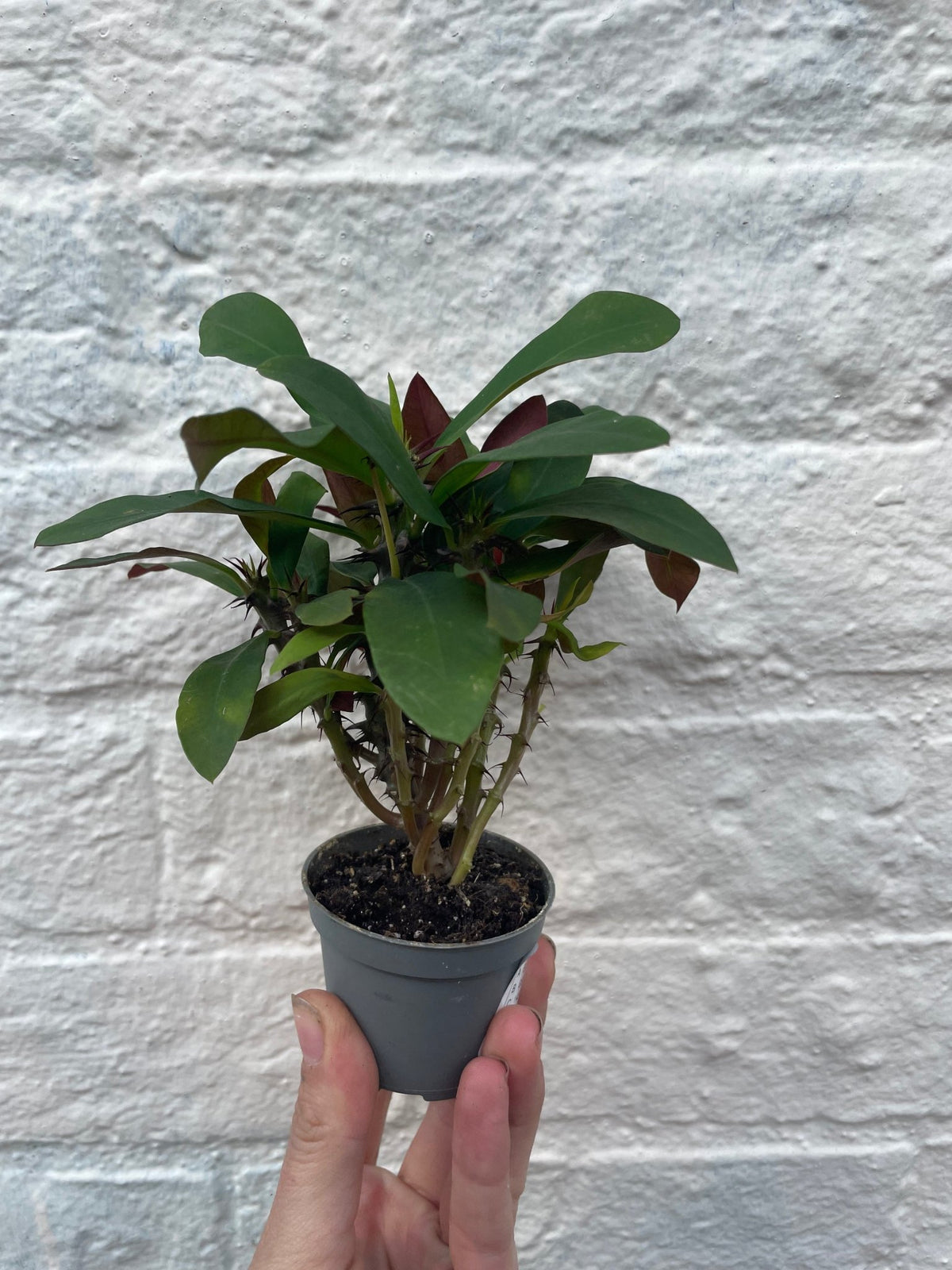 Euphorbia milii (Crown of Thorns) - SGP Garden Ltd