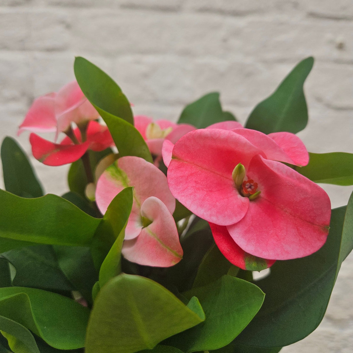 Euphorbia milii (Crown of Thorns) - SGP Garden Ltd