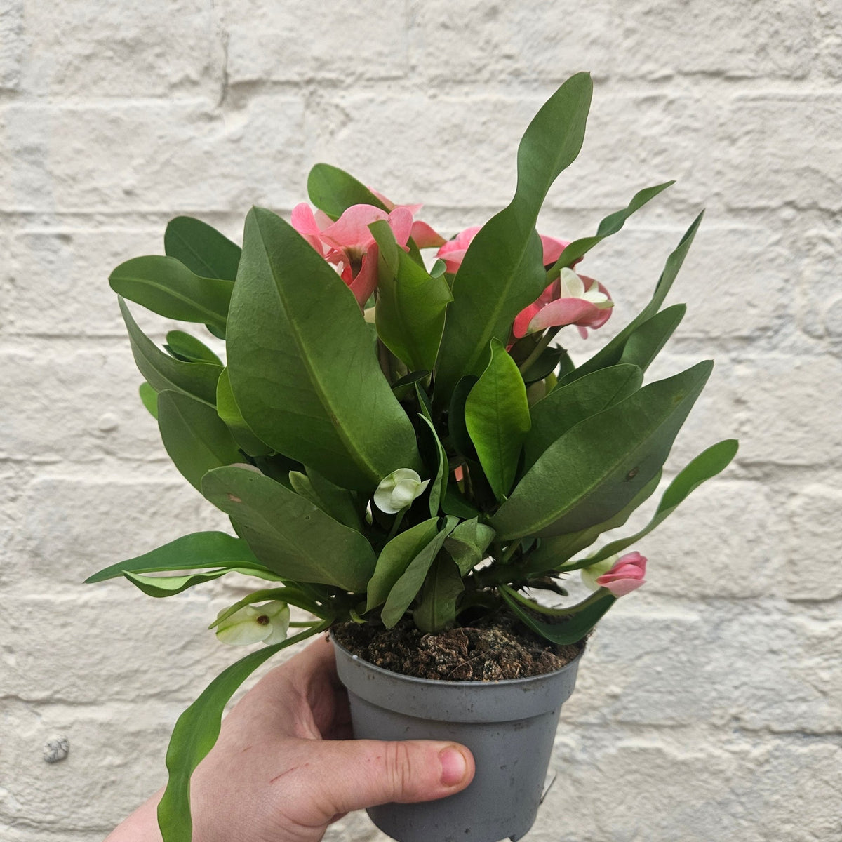 Euphorbia milii (Crown of Thorns) - SGP Garden Ltd