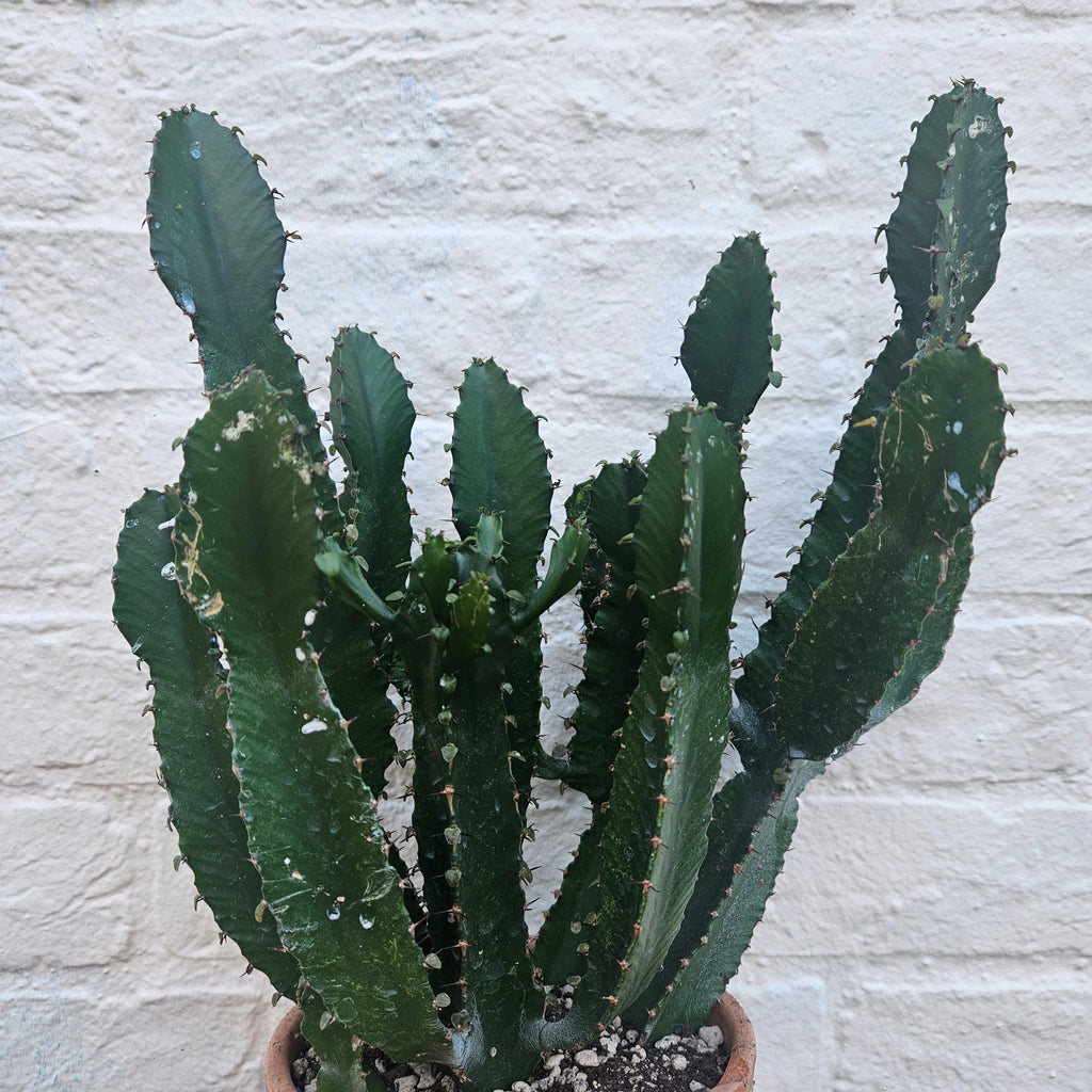 Euphorbia triangularis (River Euphorbia) - SGP Garden Ltd