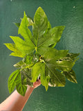 Fatsia japonica (Japanese Aralia) - SGP Garden Ltd