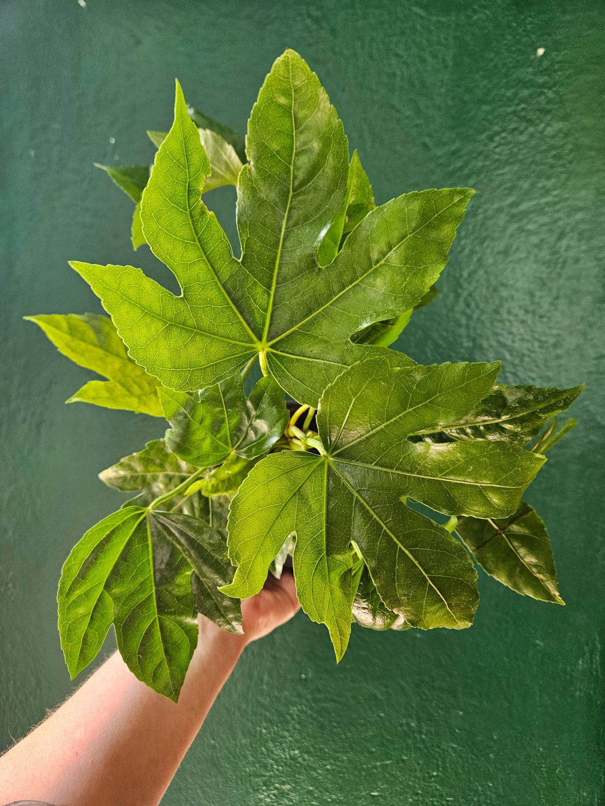 Fatsia japonica (Japanese Aralia) - SGP Garden Ltd