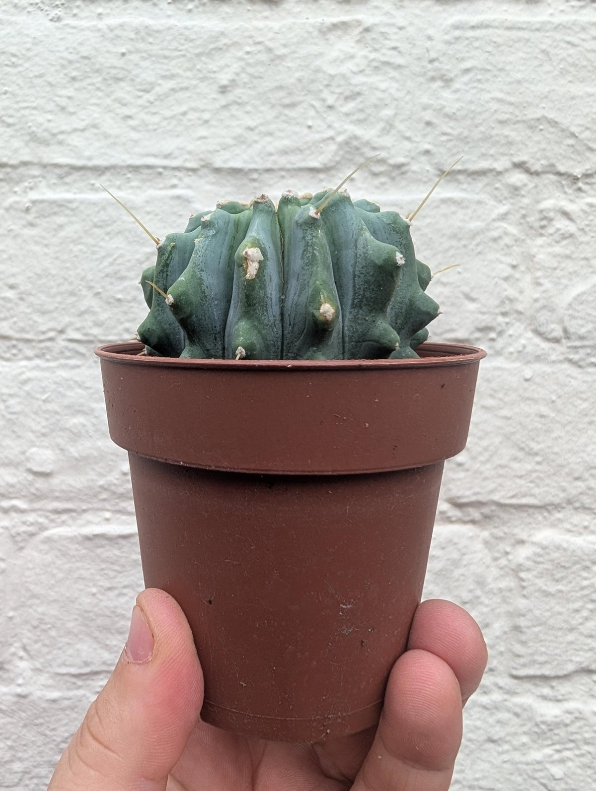 Ferocactus glaucescens v. inermis (Nude Blue Barrel Cactus) - SGP Garden Ltd