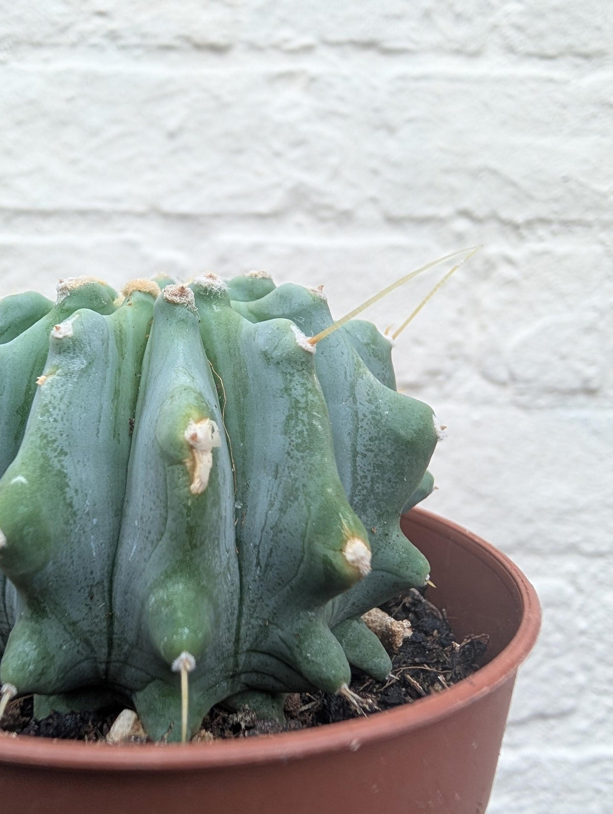 Ferocactus glaucescens v. inermis (Nude Blue Barrel Cactus) - SGP Garden Ltd