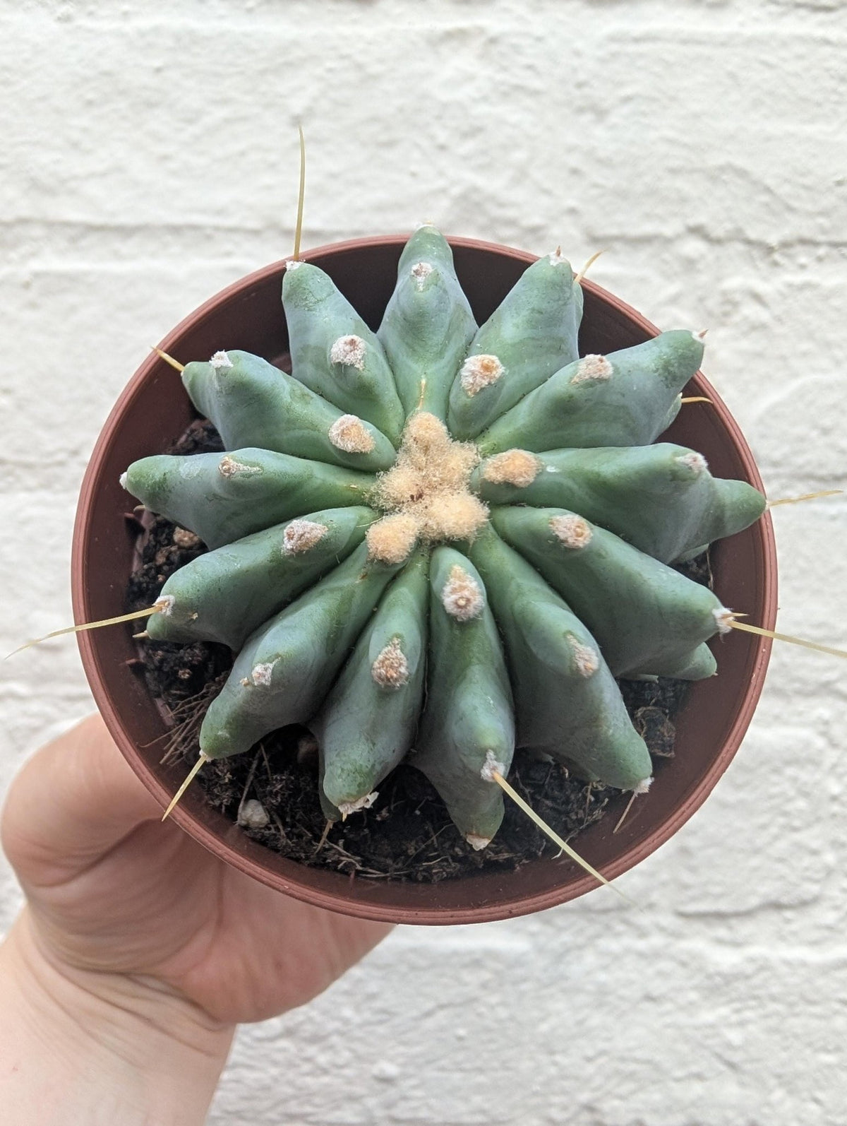 Ferocactus glaucescens v. inermis (Nude Blue Barrel Cactus) - SGP Garden Ltd