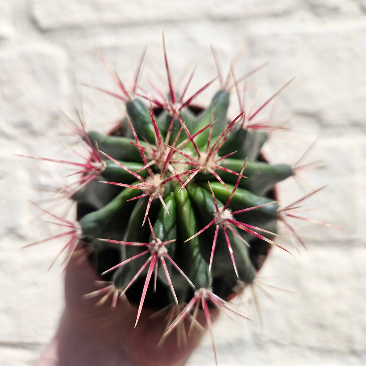 Ferocactus stainesii v. pilosus (Mexican Fire Barrel Cactus) - SGP Garden Ltd