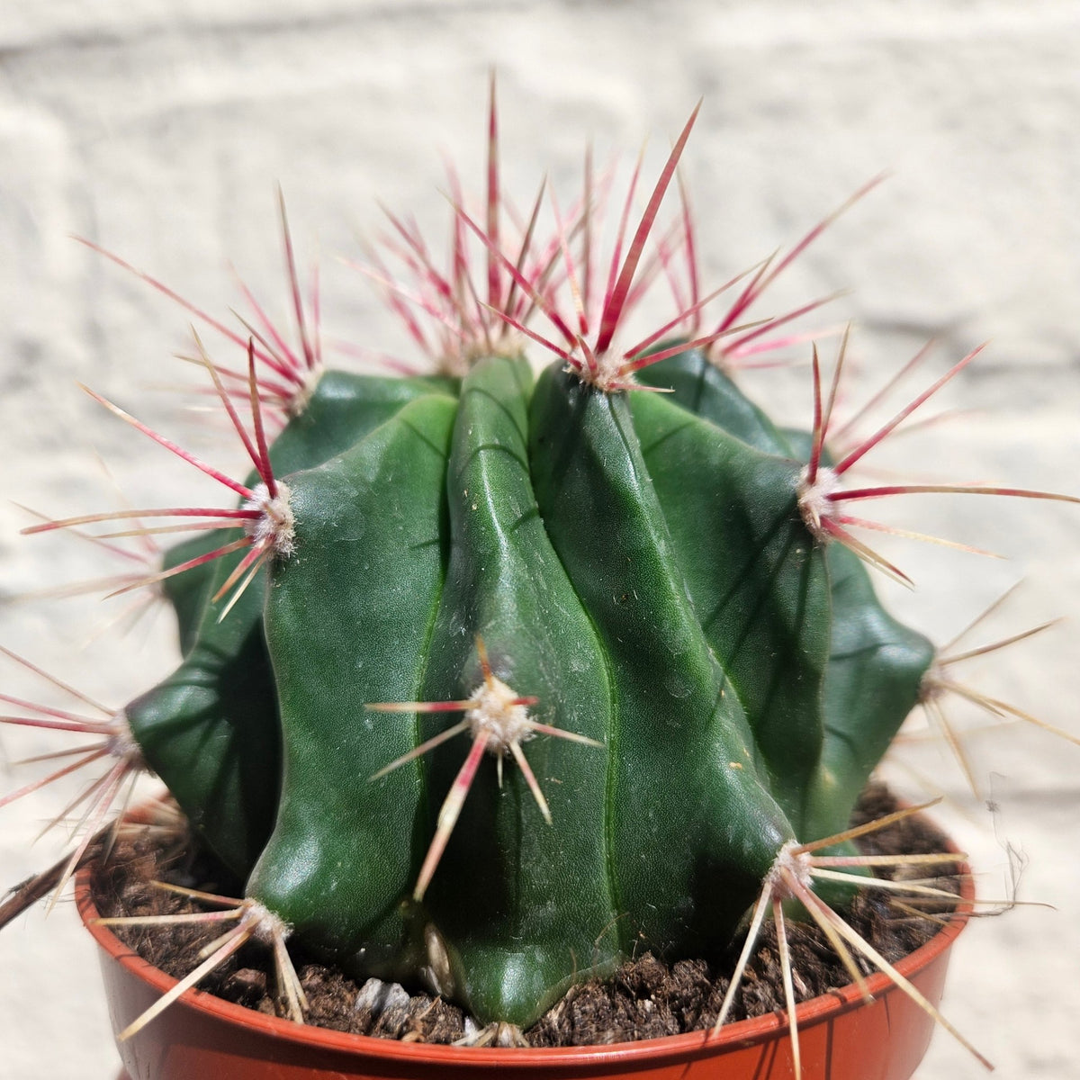 Ferocactus stainesii v. pilosus (Mexican Fire Barrel Cactus) - SGP Garden Ltd