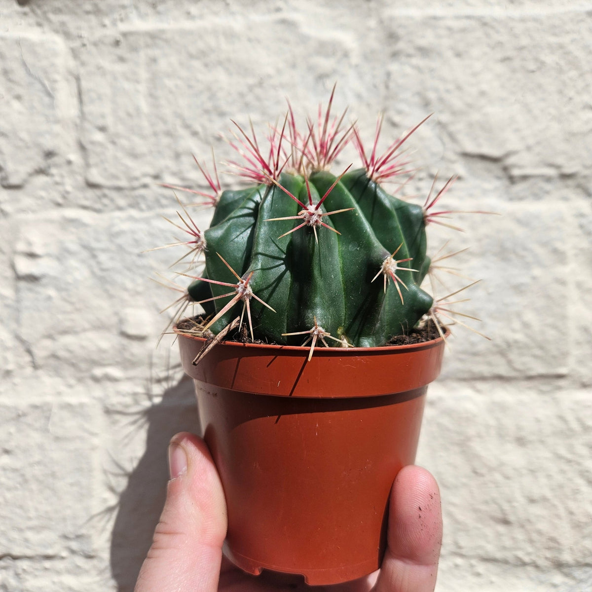 Ferocactus stainesii v. pilosus (Mexican Fire Barrel Cactus) - SGP Garden Ltd