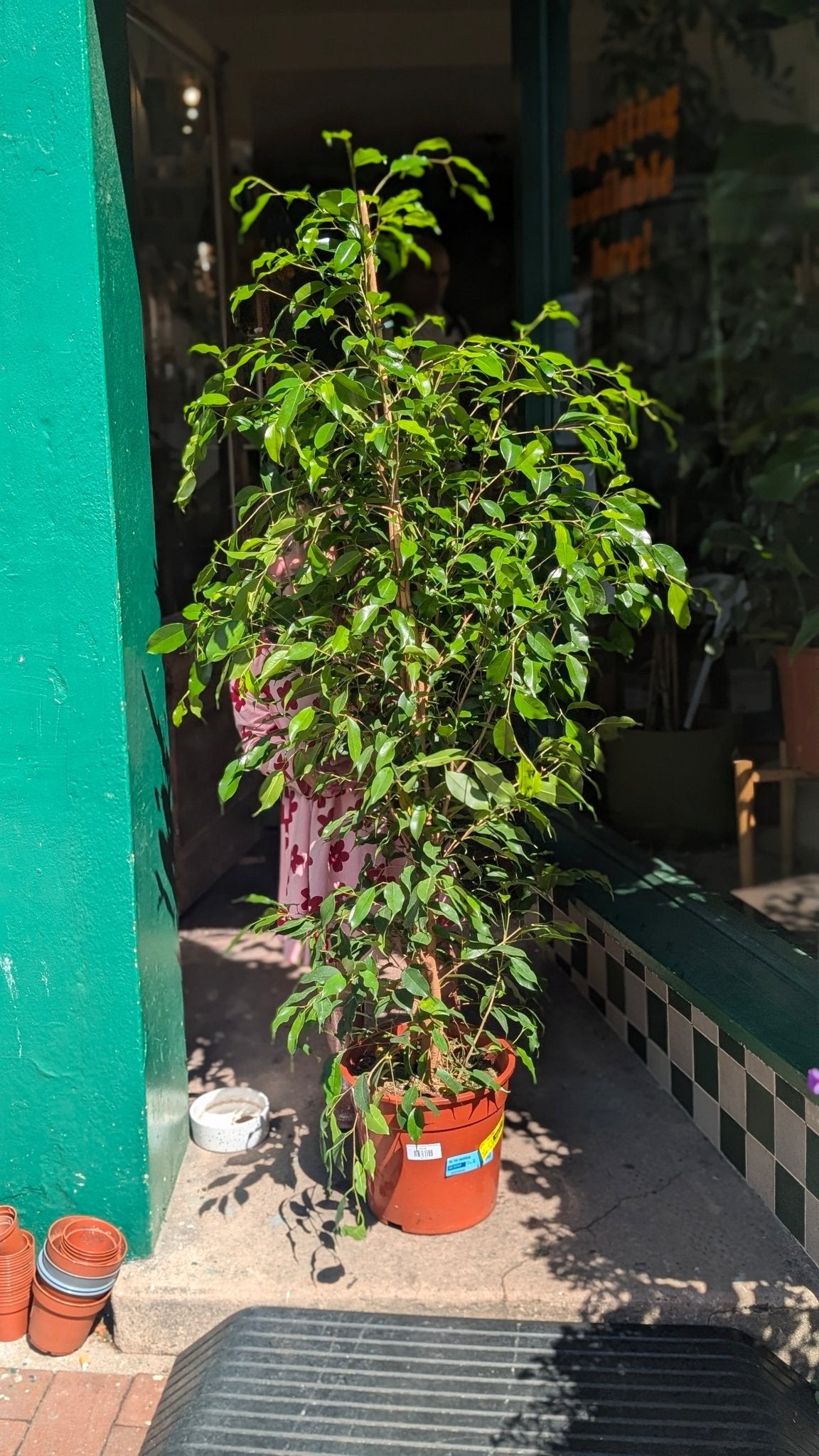 Ficus benjamina 'Exotica' (Weeping Fig) - SGP Garden Ltd