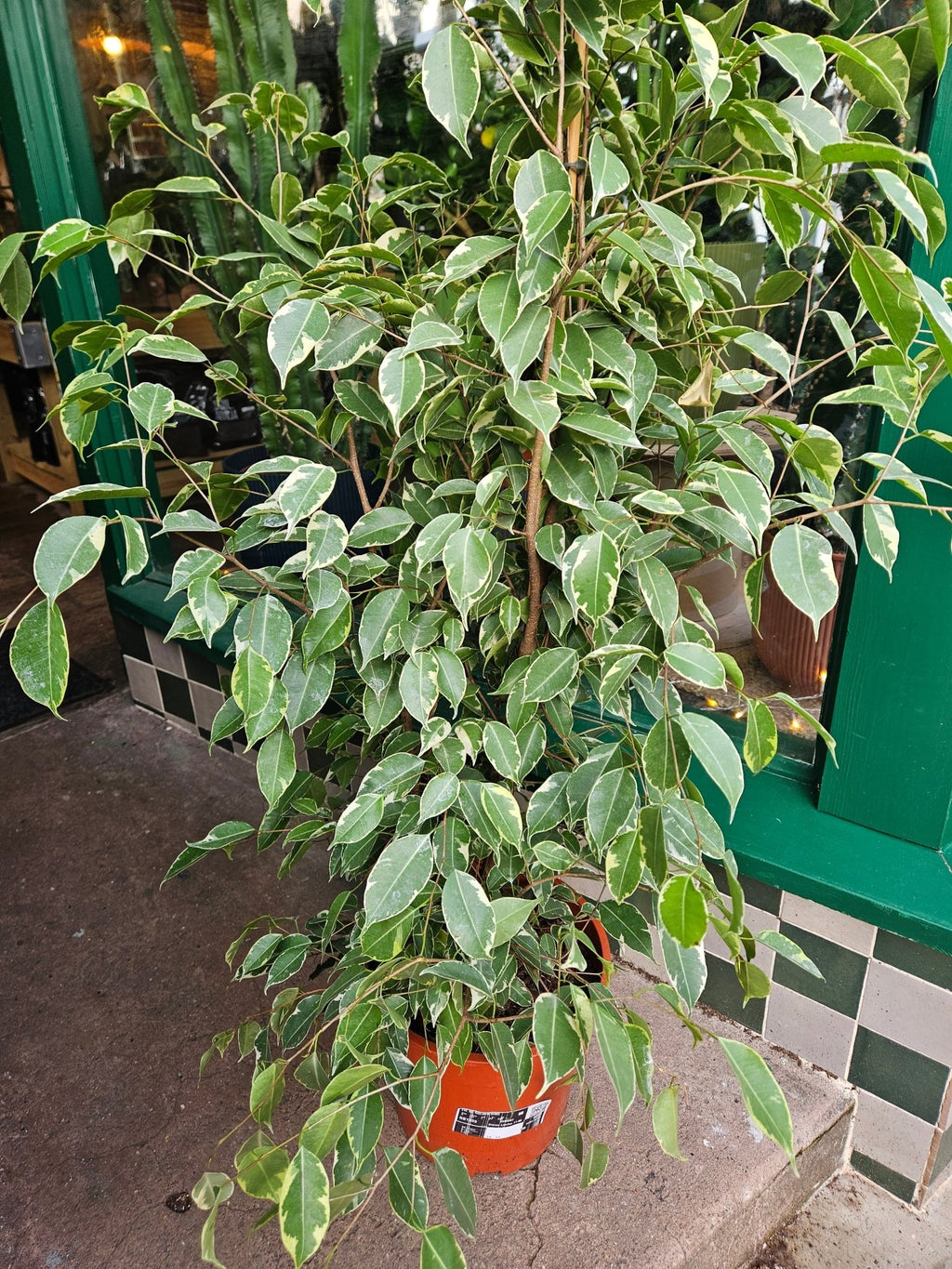 Ficus benjamina 'Golden King' (Weeping Fig) - SGP Garden Ltd